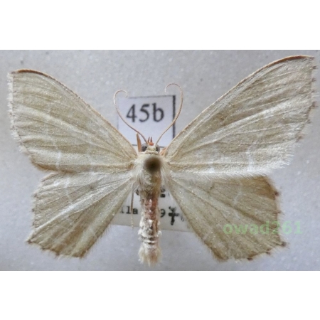 Hemithea aestivaria (Hübner, 1789) Czech45b